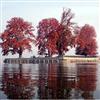 4 Chinars in Dal Lake