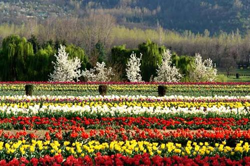 Tulip Garden Srinagar