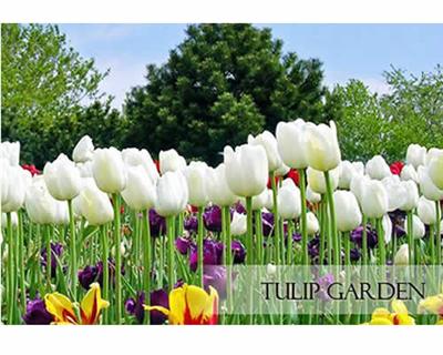 Tulip Garden